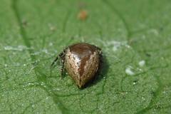 Emertonella taczanowskii