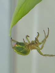 Araniella cucurbitina