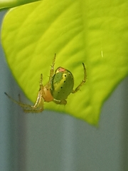 Araniella cucurbitina