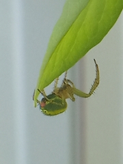 Araniella cucurbitina
