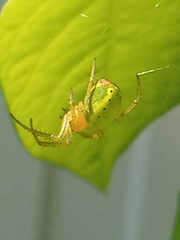 Araniella cucurbitina