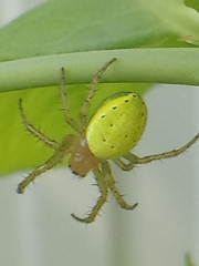 Araniella cucurbitina