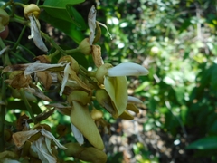 Derris trifoliata