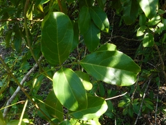 Derris trifoliata