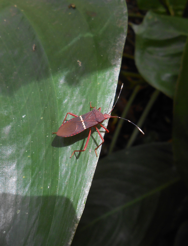 Leptoscelis fasciifera