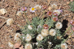 Erigeron poliospermus