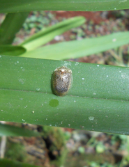 Cistudinella lateripunctata