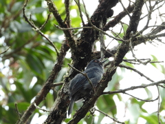 Diglossa caerulescens