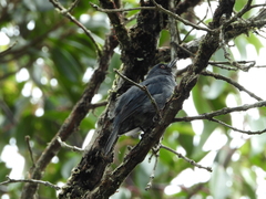 Diglossa caerulescens