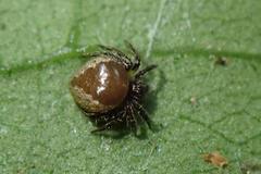 Emertonella taczanowskii