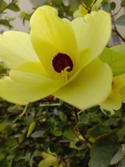 Bauhinia tomentosa