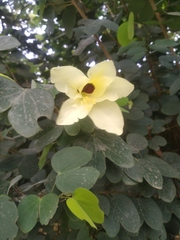Bauhinia tomentosa
