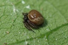 Emertonella taczanowskii