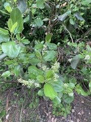 Ceanothus velutinus