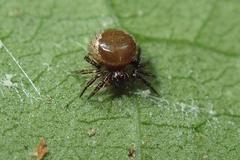 Emertonella taczanowskii