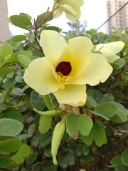 Bauhinia tomentosa