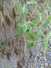 Buddleja asiatica
