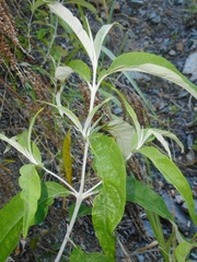 Buddleja asiatica