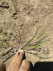 Lomatium simplex