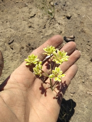 Lomatium simplex