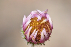 Erigeron poliospermus