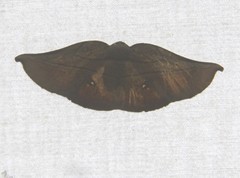 Xenomusa metallica
