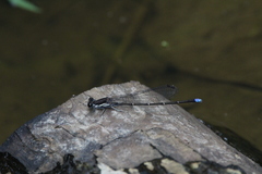 Argia tibialis