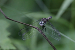 Pachydiplax longipennis