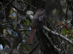 Trogon collaris