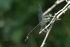 Hagenius brevistylus