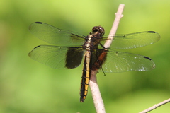 Libellula luctuosa