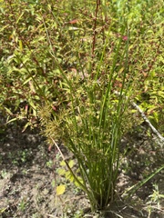 Cyperus haspan