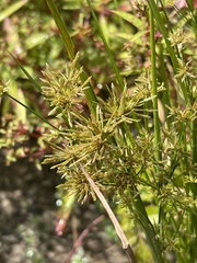 Cyperus haspan