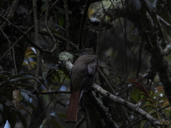 Trogon collaris