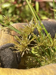 Cyperus haspan