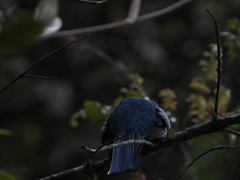 Trogon collaris