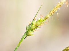 Carex triquetra
