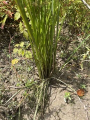 Cyperus haspan