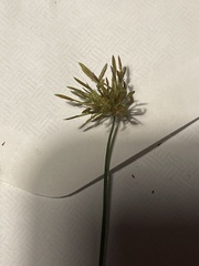 Cyperus haspan