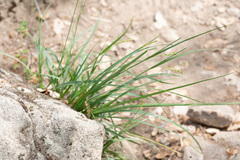 Carex triquetra