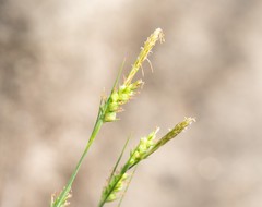 Carex triquetra