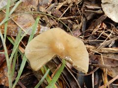 Entoloma aromaticum