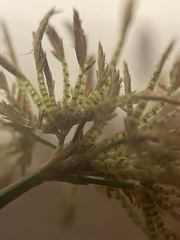 Cyperus haspan