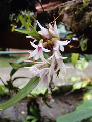 Image of Maxillaria schlechteriana