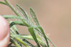 Erigeron poliospermus