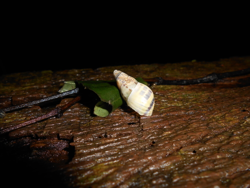 Antidrymaeus interpunctus