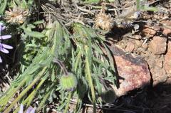 Erigeron poliospermus