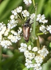 Acmaeops