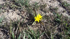 Hypoxis stellipilis
