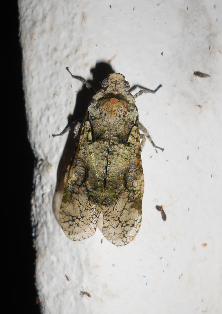 Fulgoricesa fulminea